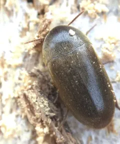 Eustrophus tomentosus thumbnail 4