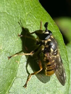 Western Yellowjacket Fly thumbnail 3