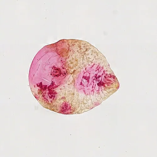 Oleander scale
