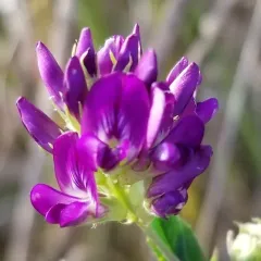 Alfalfa thumbnail 3