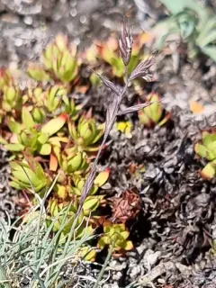 Shortleaf Fescue thumbnail 4