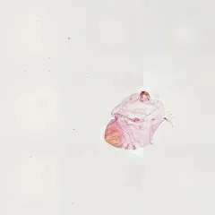 Short-Needle Conifer Scale thumbnail 2
