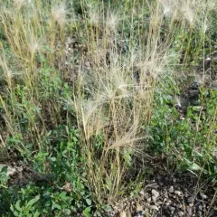 Foxtail Barley thumbnail 4