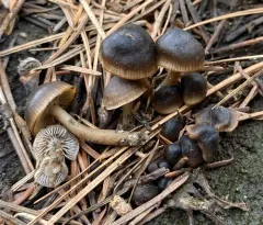 Mycena overholtsii thumbnail 3