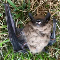 Big Brown Bat thumbnail 3