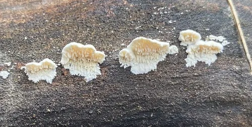 Steccherinum oreophilum