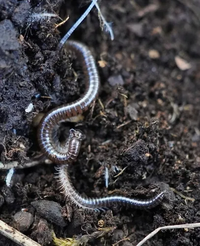Saiulus setifer