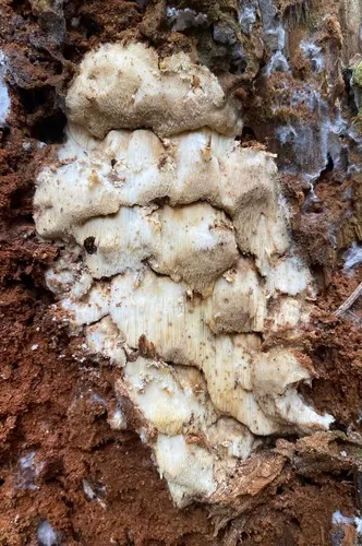 Hyaloscypha epiporia