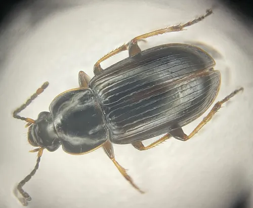 Des Fées Lake Harp Ground Beetle