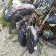 California Mussel thumbnail 3