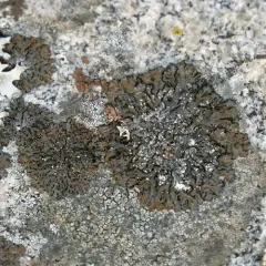 Montanelia saximontana thumbnail 2