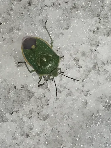 Say's Stink Bug