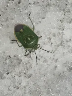 Say's Stink Bug thumbnail 1