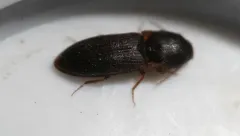 Opaque Click Beetle thumbnail 3