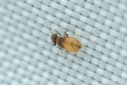 Reticulate-Winged Trogiid