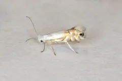 Lesser Maple Leaf Blotch Miner Moth thumbnail 4