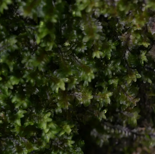 White Earwort