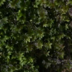 White Earwort thumbnail 1