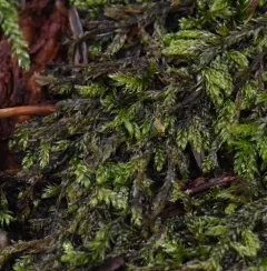 Cypress-leaved Plait-moss thumbnail 3