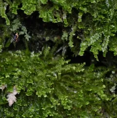 Yew-leaved Earwort thumbnail 2