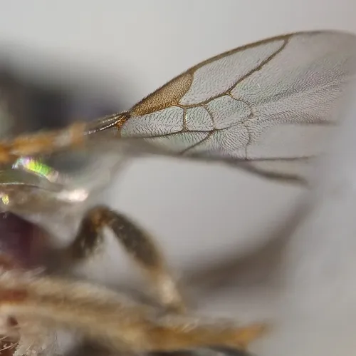 Hitchens's Sweat Bee