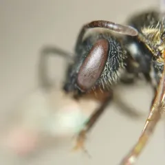 Experienced Sweat Bee thumbnail 4