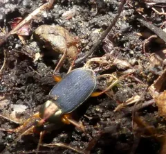 Tricolored Harp Ground Beetle thumbnail 1