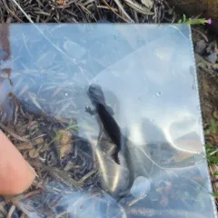 Siskiyou Mountains Salamander thumbnail 4
