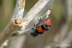 Enoclerus acerbus thumbnail 3