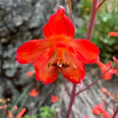 Red larkspur thumbnail 3