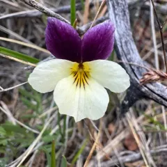 hall's violet thumbnail 3