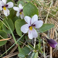 northern two-eyed violet thumbnail 4