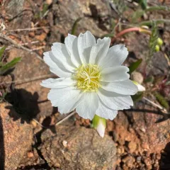 opposite-leaved lewisia thumbnail 3
