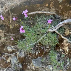 Waldo Rockcress thumbnail 3