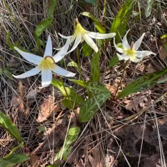 Cream Fawn Lily thumbnail 3