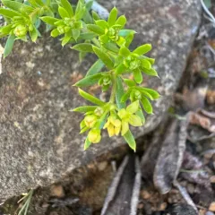Yolla Bolly Bedstraw thumbnail 3