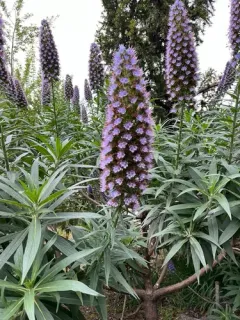 Pride of Madeira thumbnail 1