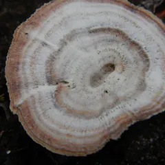 Brown Funnel Polypore thumbnail 3