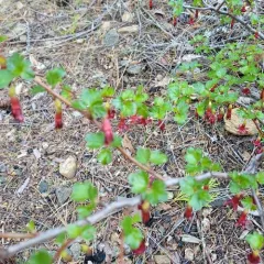 Sierra Gooseberry thumbnail 2
