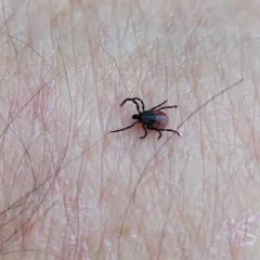 Western Black-legged Tick thumbnail 4