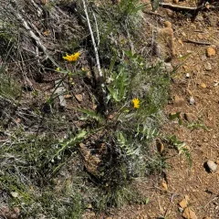 silky balsamroot thumbnail 2