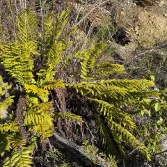 giant chain fern thumbnail 4