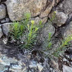 Leafy Fleabane thumbnail 4