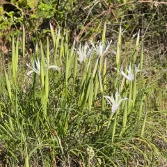 longtube iris thumbnail 4