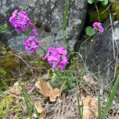 modest rockcress thumbnail 3