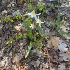 Howell's fawn lily thumbnail 3