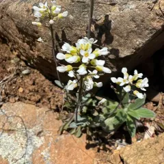 Fendler's pennycress thumbnail 4