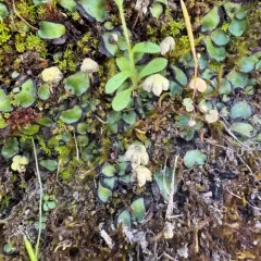 California asterella thumbnail 4