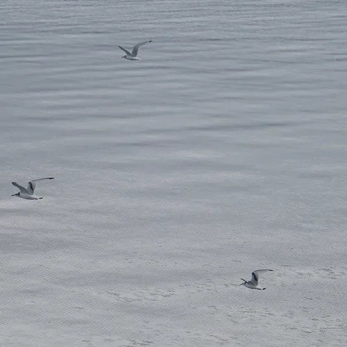 Bonaparte's Gull