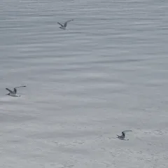 Bonaparte's Gull thumbnail 1
